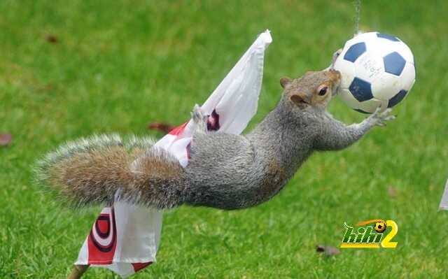 wcup-1006-squirrel_2936593k